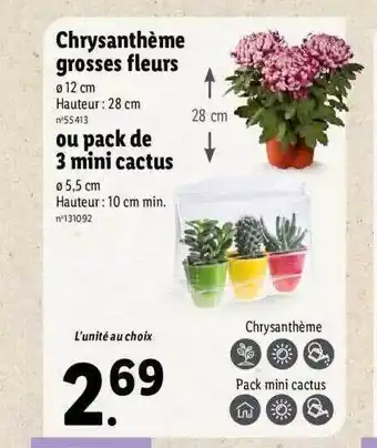 Lidl Chrysanthème grosses fleurs ou pack de 3 mini cactus offre
