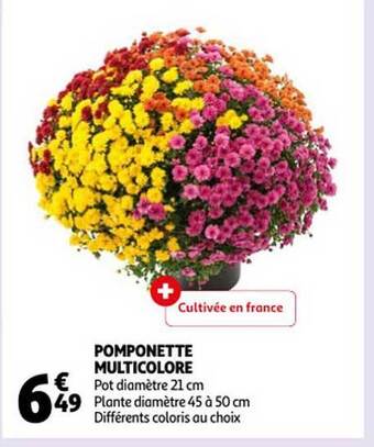 Auchan Pomponette multicolore offre