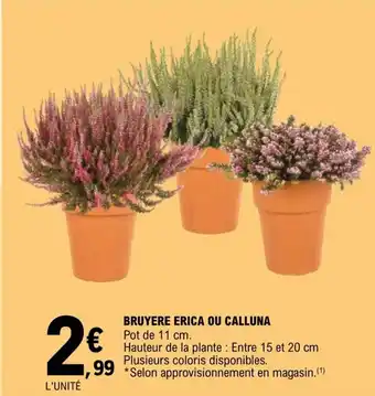 E.Leclerc Bruyere Erica Ou Calluna offre
