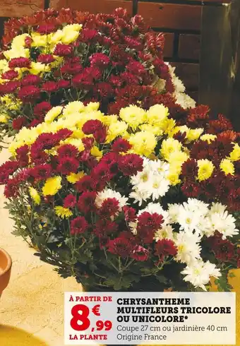 Super U Chrysantheme multifleurs tricolore ou unicolore offre