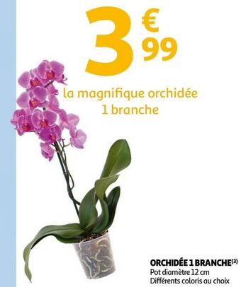 Auchan ORCHIDÉE 1 BRANCHE offre