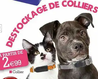Kandy Collier offre