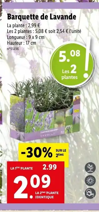 Lidl Barquette de lavande offre