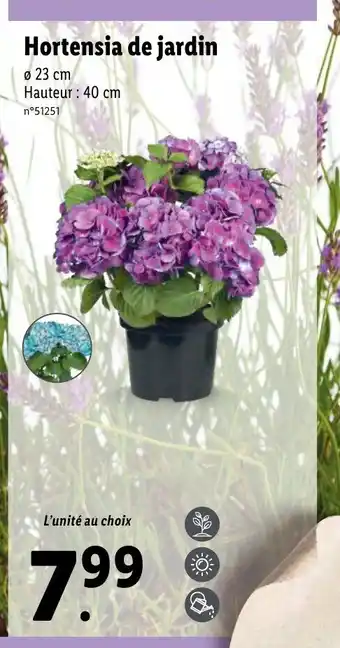 Lidl Hortensia de jardin offre