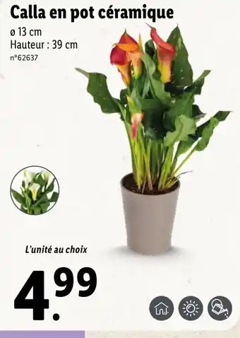 Lidl Calla en pot céramique offre