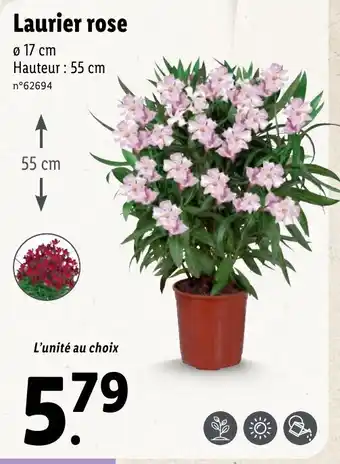 Lidl Laurier rose offre