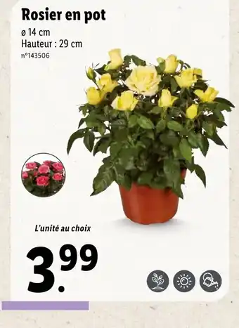 Lidl Rosier en pot offre