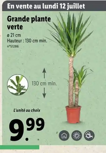 Lidl Grande plante verte offre