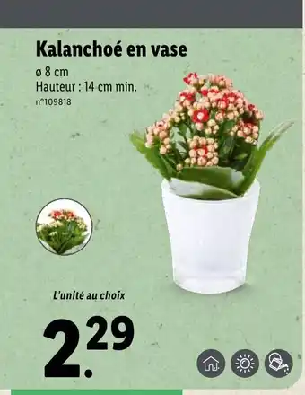 Kalanchoé en vase