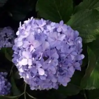 Point Vert Hortensia 2l - vegedis offre