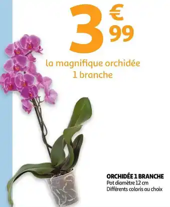 Auchan ORCHIDÉE 1 BRANCHE offre