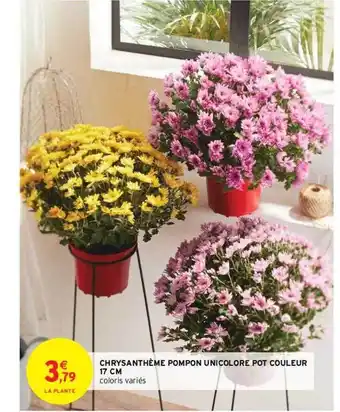 Intermarché Contact Chrysanthème pompon unicolore pot couleur 17 cm offre