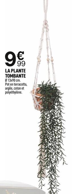 Centrakor La plante tombante offre