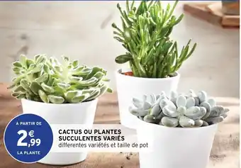 Intermarché Cactus Ou Plantes offre