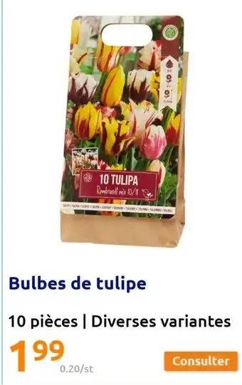 Bulbes de Tulipe