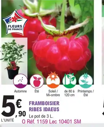 E.Leclerc Jardi Framboisier Ribes Idaeus offre
