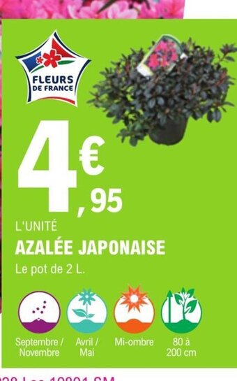 E.Leclerc Jardi Azalée Japonaise offre