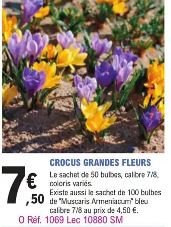 E.Leclerc Jardi Crocus Grandes Fleurs offre