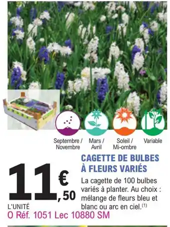 E.Leclerc Jardi Cagette de Bulbes a Fleurs Varies offre