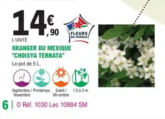 Oranger Du Mexique choisya Ternata