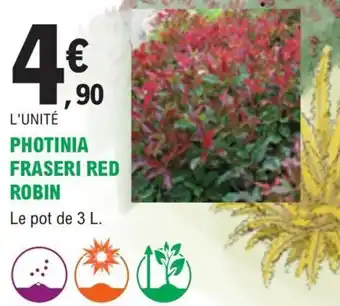Photinia Fraseri Red robin