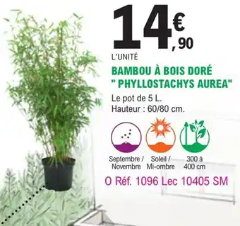 E.Leclerc Jardi Bambou a Bois Dore Phyllostachys Aurea offre