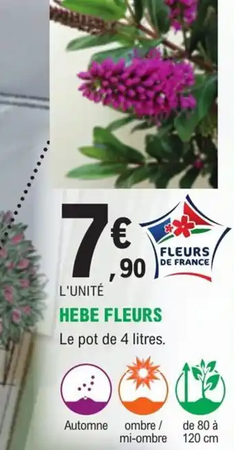 E.Leclerc Jardi Hebe Fleurs offre