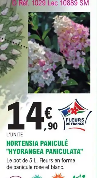 E.Leclerc Jardi Hortensia Panicule Hydrangea Paniculata offre
