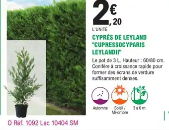 E.Leclerc Jardi Cyprès de Leyland Cupressocyparis leylandii offre