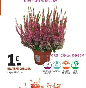 Bruyere Calluna