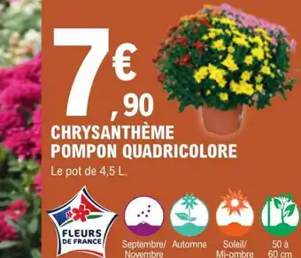 Chrysanthème Pompon Quadricolore
