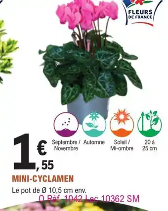 E.Leclerc Jardi Mini-Cyclamen offre