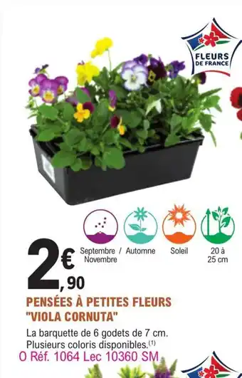 Pensées à Petites Fleurs Viola Cornuta