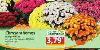 Norma Chrysanthèmes offre