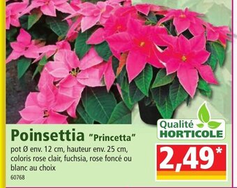 Norma Poinsettia offre