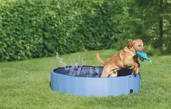 Maxi Zoo Piscine offre