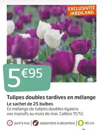 Tulipes doubles tardives en mélange