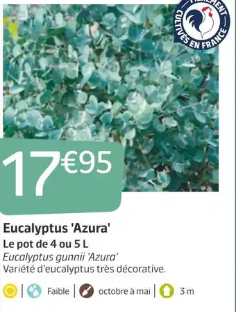 Eucalyptus 'azura'