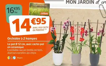Jardiland Orchidée à 2 hampes offre