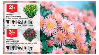 Chrysanthème gardenline