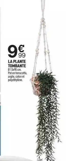 Centrakor La plante tombante offre