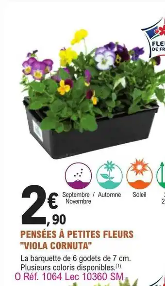 E.Leclerc Jardi Pensées à petites fleurs offre