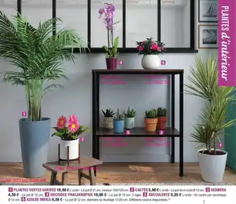 E.Leclerc Jardi Plantes vertes variées, cactée, gerbera, orchidée phalaenopsis, succulente, azalée indica offre
