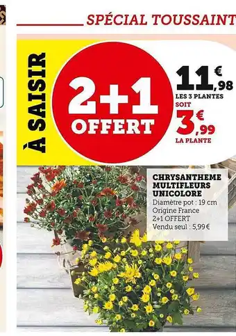 U Express Chrysanthème multi fleurs unicolore offre