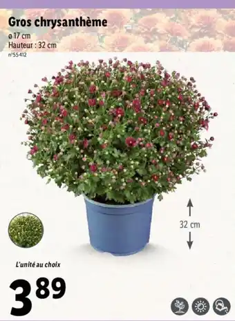 Lidl Gros chrysanthème offre
