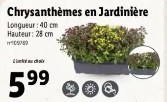 Lidl Chrysanthèmes en jardinière offre