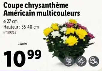 Lidl Coupe chrysanthème américain multicouleurs offre