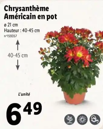 Lidl Chrysanthème américain en pot offre