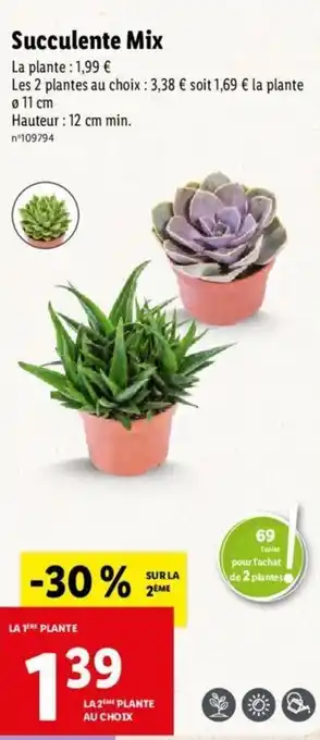 Lidl Succulente mix offre