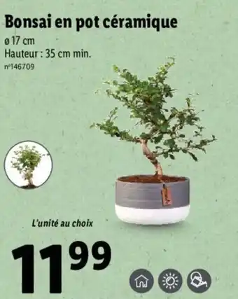 Lidl Bonsai en pot céramique offre